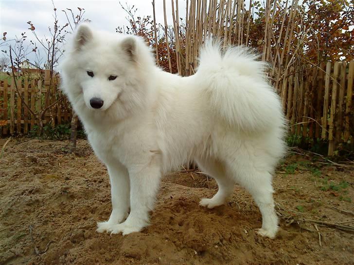 Samojedhund Nala billede 2