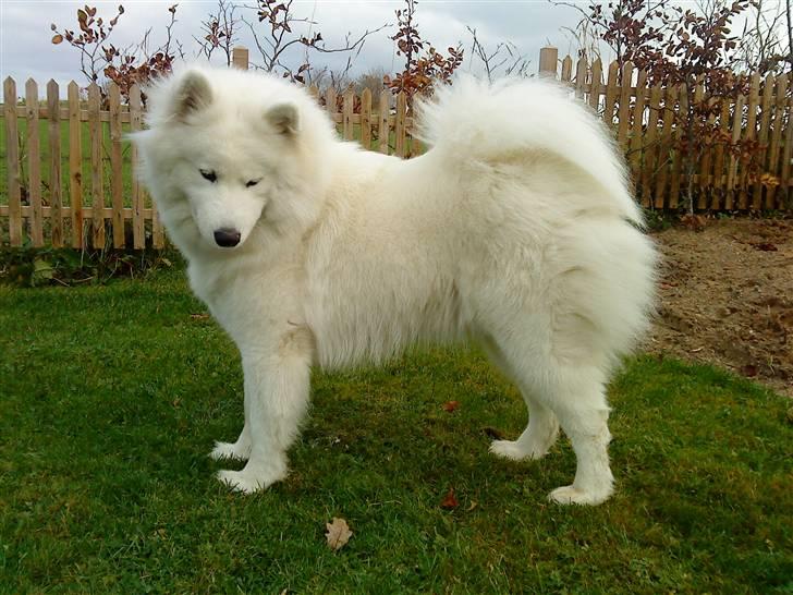 Samojedhund Nala billede 3