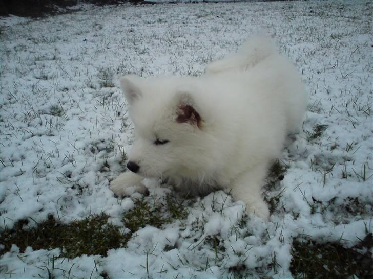 Samojedhund Nala billede 11