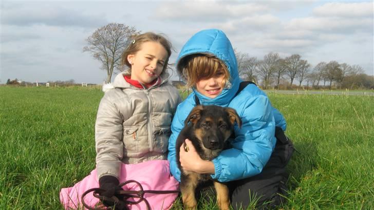 Schæferhund Alderslyst Cello (Cody) billede 5