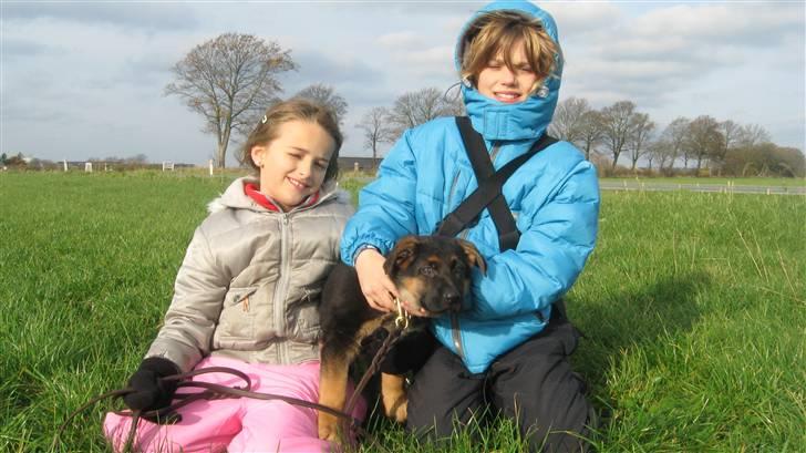 Schæferhund Alderslyst Cello (Cody) billede 6