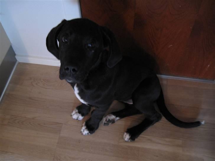 Grand danois Freja billede 1