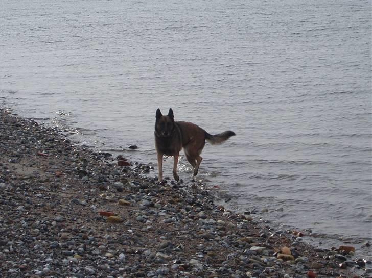 Malinois Zazu - Elsker at være i vandkanten billede 14