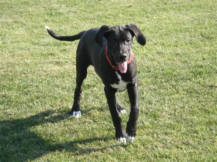 Grand danois Freja billede 2