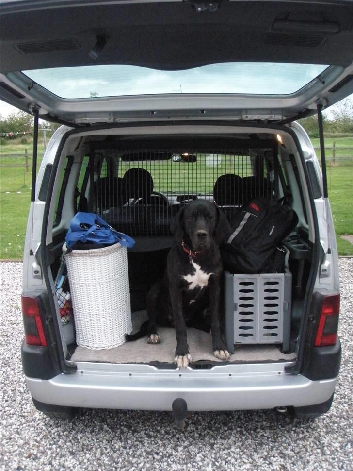 Grand danois Freja billede 3