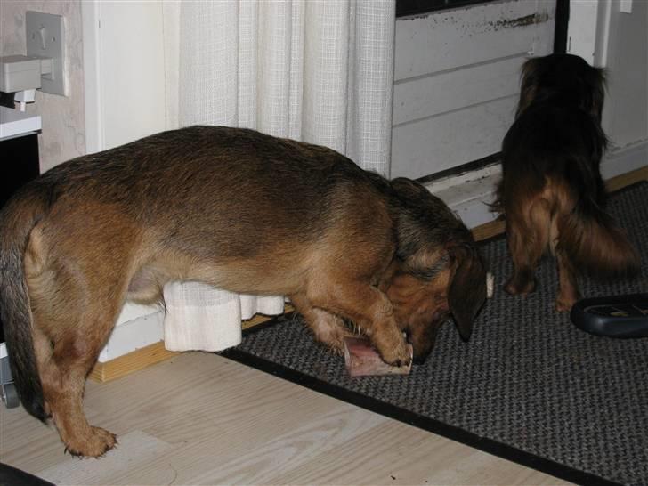 Gravhund Blackie billede 15