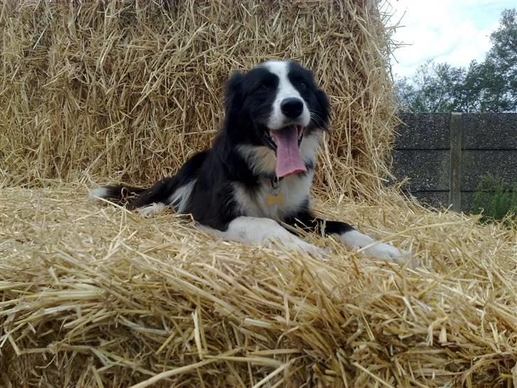 Border collie safir RIP billede 17