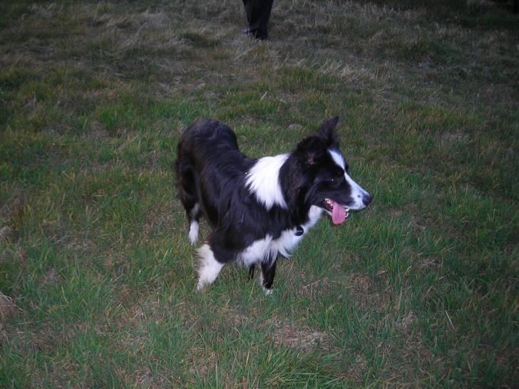Border collie safir RIP billede 18