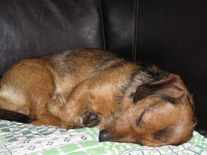 Gravhund Blackie billede 16