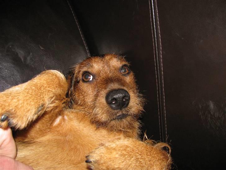 Gravhund Blackie billede 17