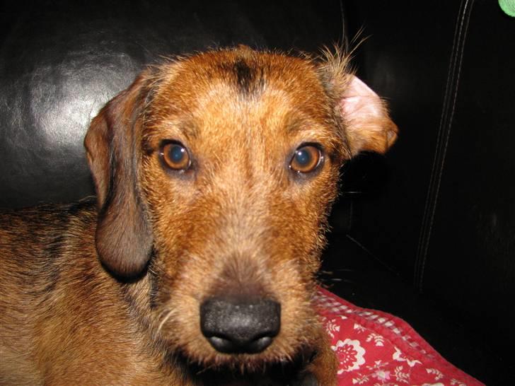 Gravhund Blackie billede 18