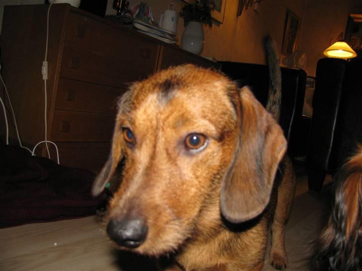 Gravhund Blackie billede 19