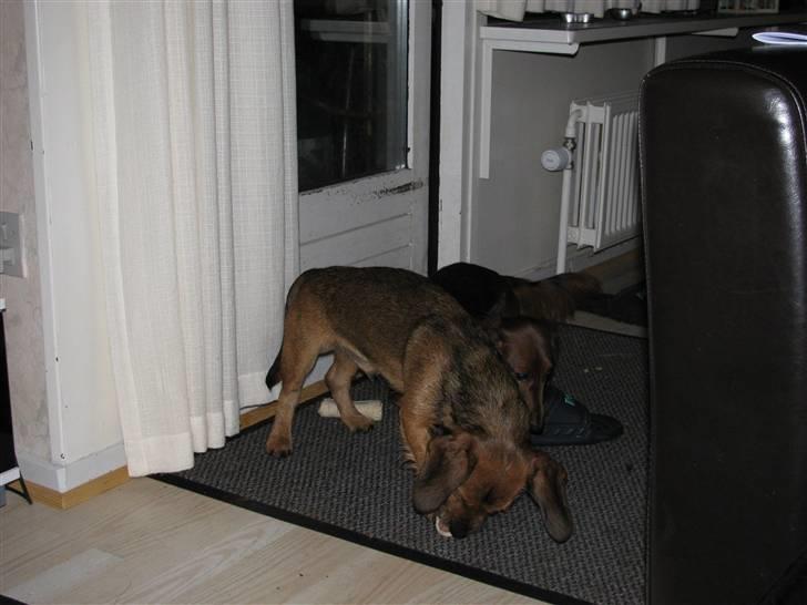 Gravhund Blackie billede 20