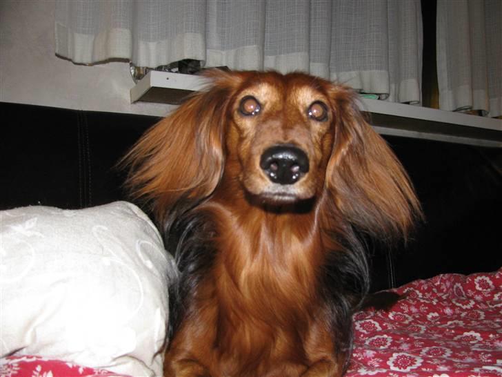 Dværggravhund Gustav billede 7