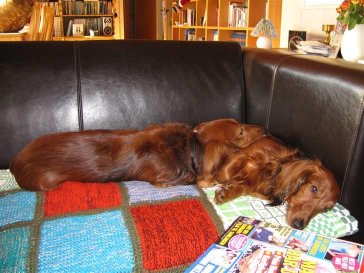 Dværggravhund Gustav billede 8