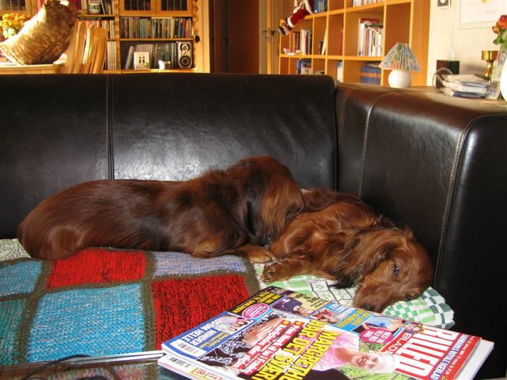 Dværggravhund Gustav billede 9