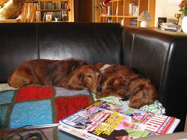 Dværggravhund Gustav billede 10