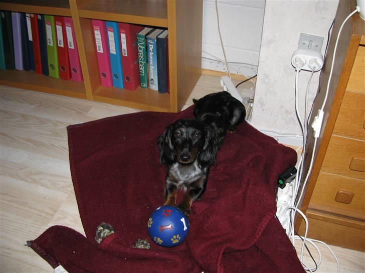 Dværggravhund Molly billede 12