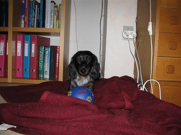 Dværggravhund Molly billede 13