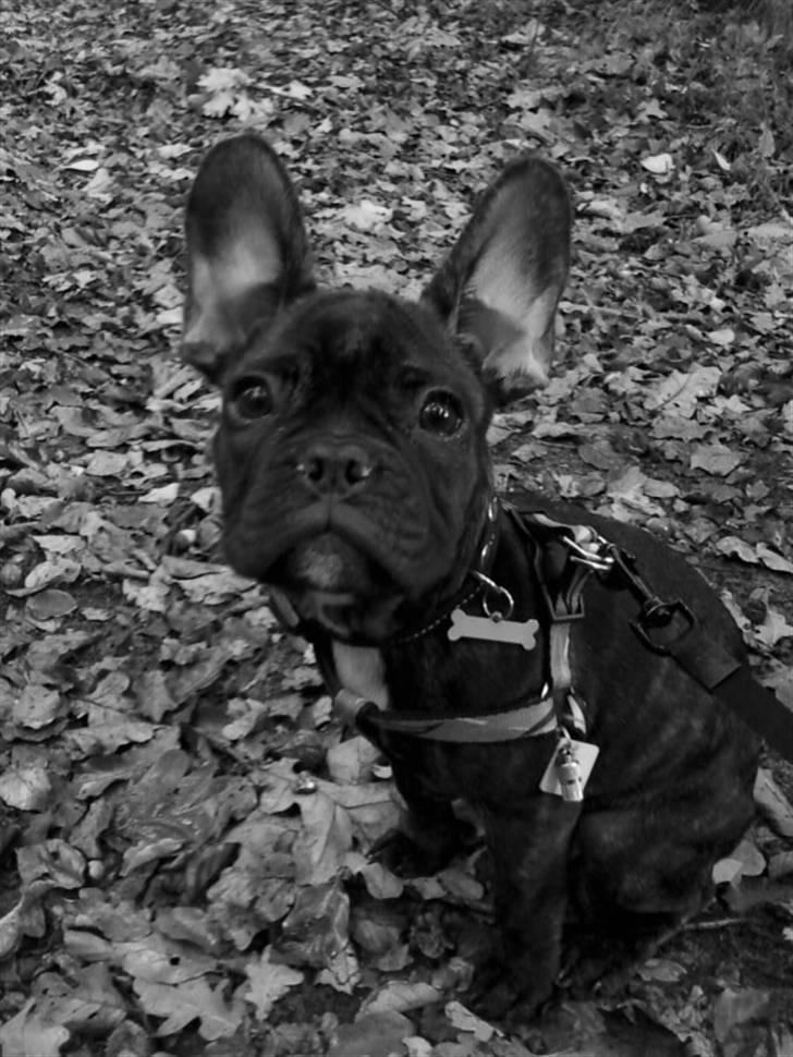 Fransk bulldog Bellis billede 7