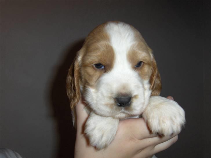 Cocker spaniel Vængets Zenta - Zenta 5 uger billede 1