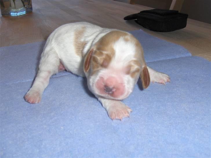 Cocker spaniel Vængets Zenta - Zenta 1 uge  billede 2