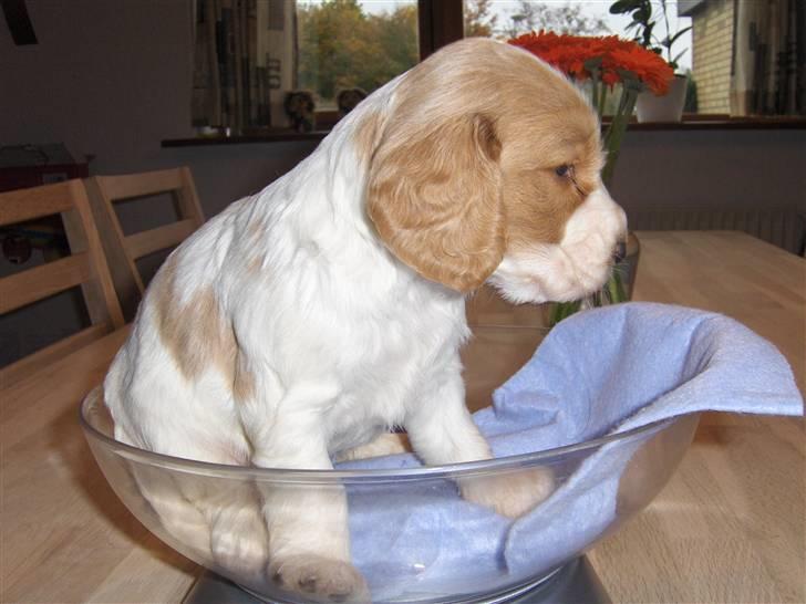 Cocker spaniel Vængets Zenta - 4 uger billede 3