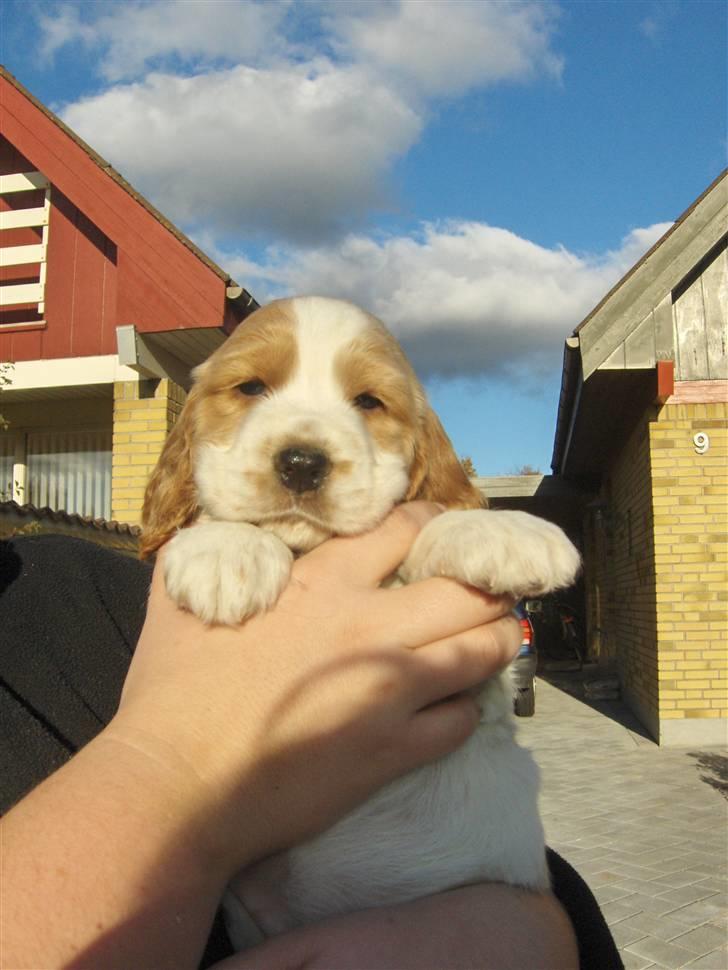 Cocker spaniel Vængets Zenta - 5 uger billede 4