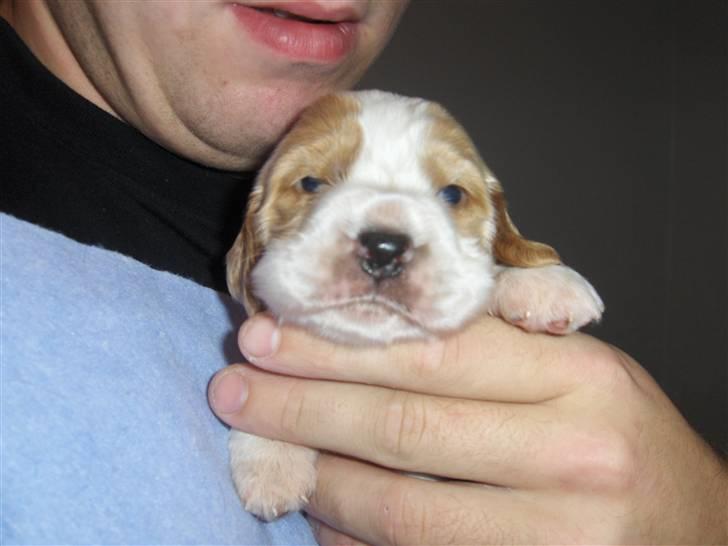 Cocker spaniel Vængets Zenta - 17 dage billede 5