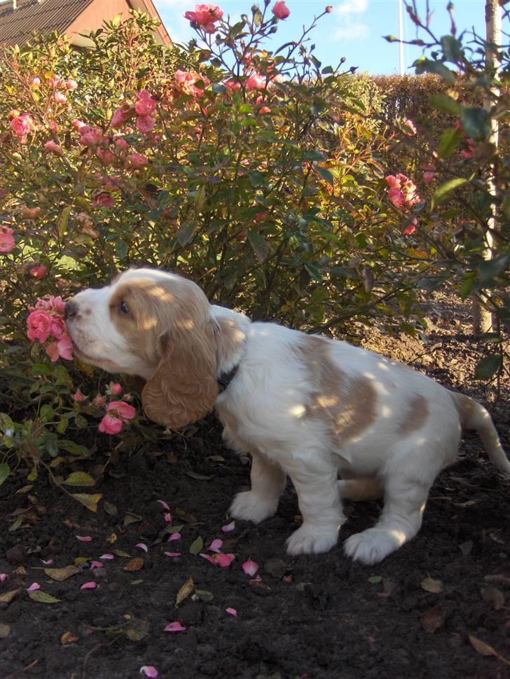 Cocker spaniel Vængets Zenta - 5 uger billede 6