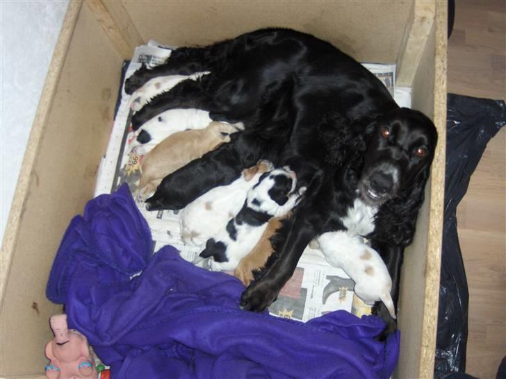 Cocker spaniel Mocca - med sit første kuld hvalpe - oktober 2009 billede 11