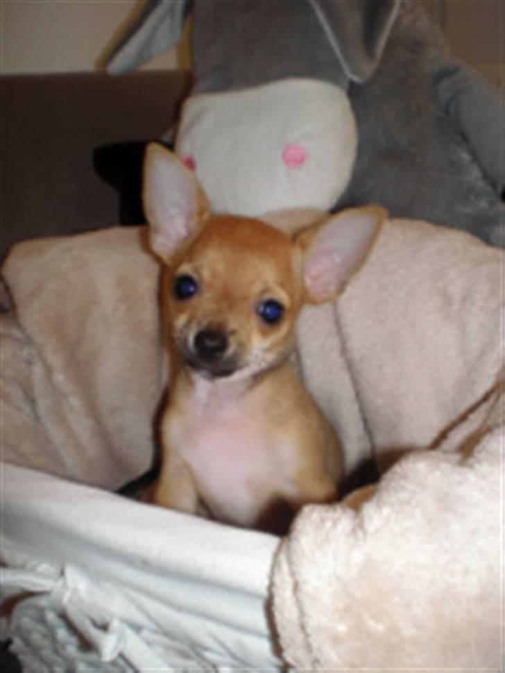 Chihuahua Benji Yoyo - 10 uger gammel billede 2