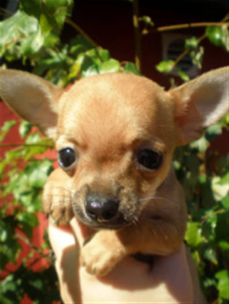 Chihuahua Benji Yoyo - ca. 7 uger gammel billede 3