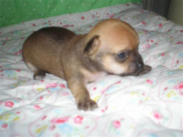 Chihuahua Benji Yoyo - 2 uger gammel billede 5