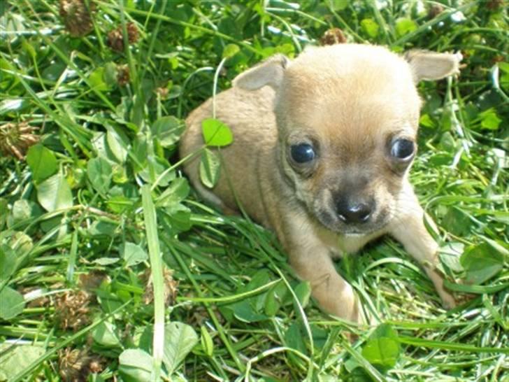 Chihuahua Benji Yoyo - På tur i det grønne billede 7