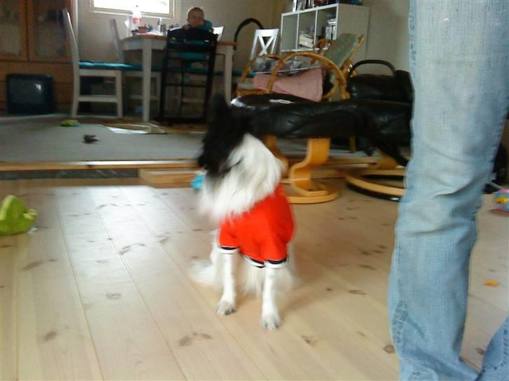 Papillon Sigurd billede 5