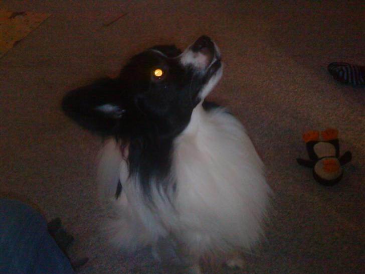 Papillon Sigurd billede 6