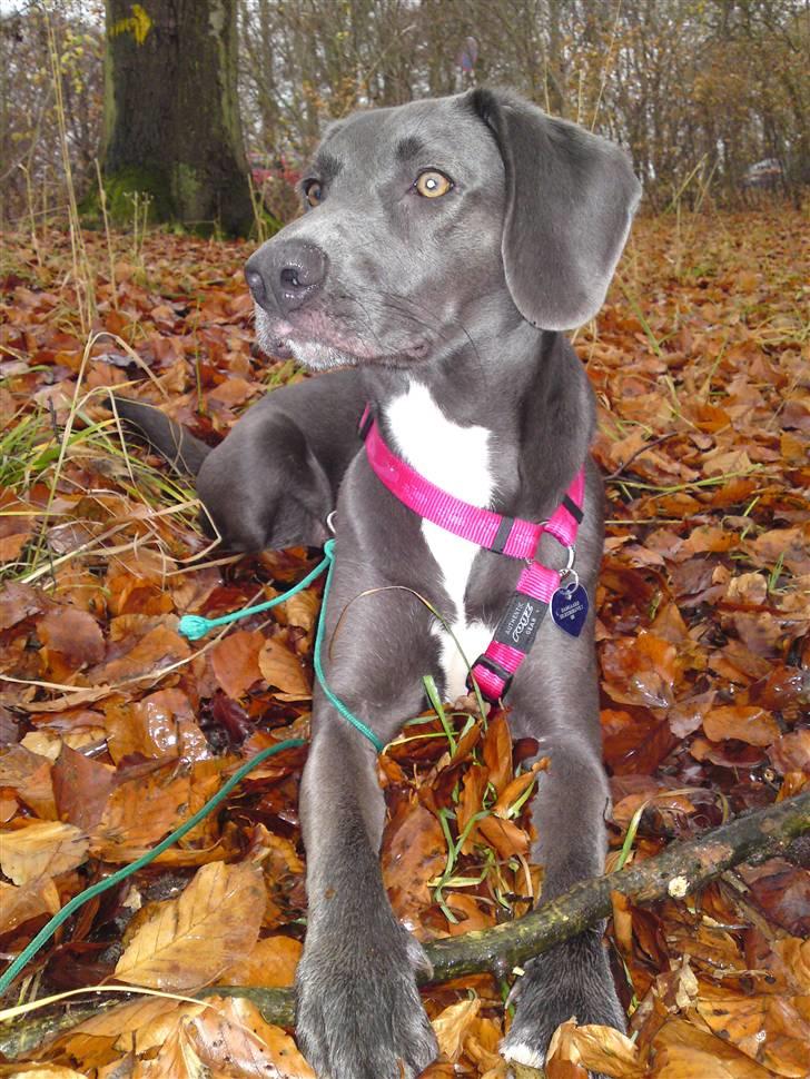 Blanding af racer Lukka billede 1