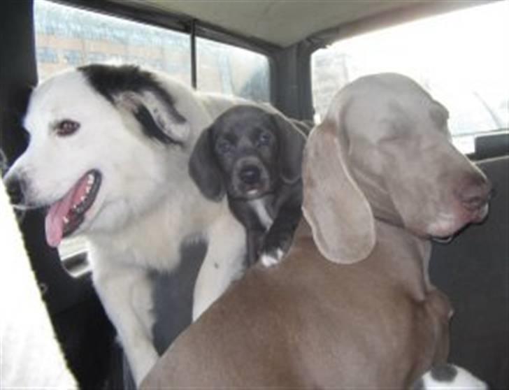 Blanding af racer Lukka - Mine forældre og mig billede 2