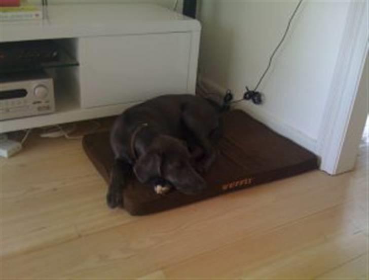 Blanding af racer Lukka billede 3