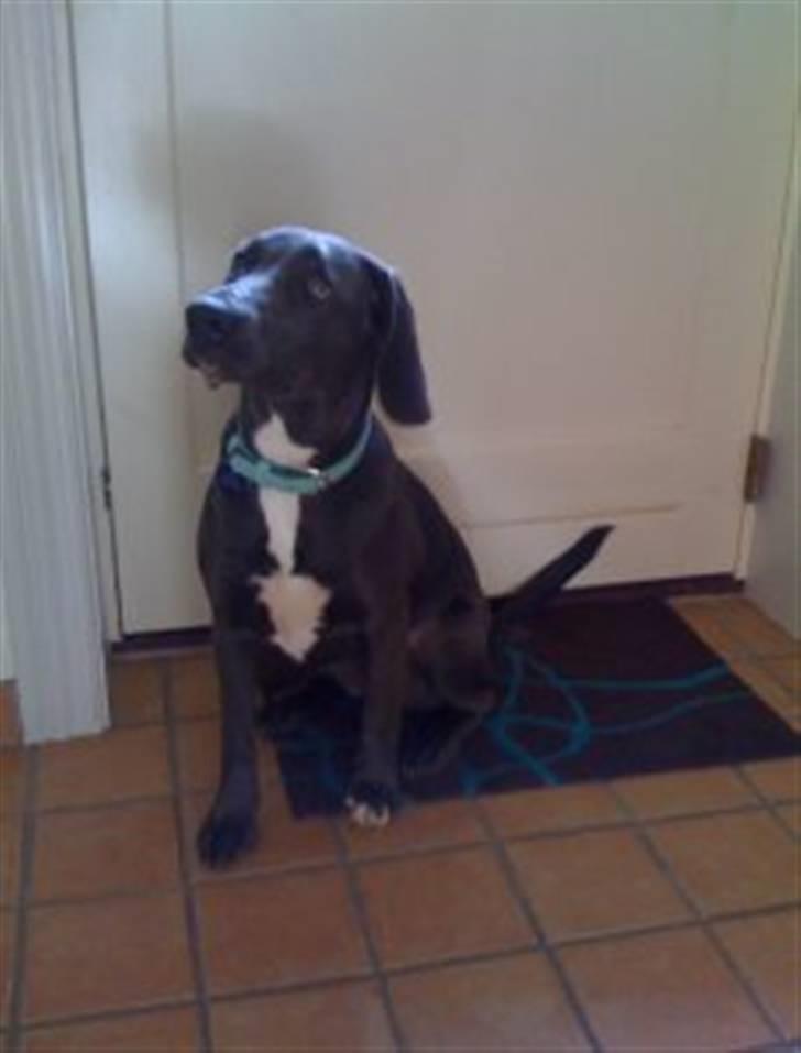 Blanding af racer Lukka billede 4