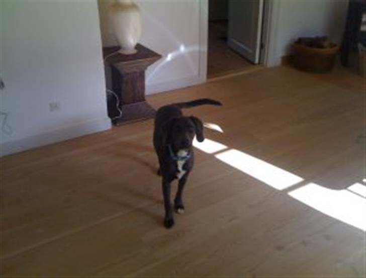 Blanding af racer Lukka billede 5