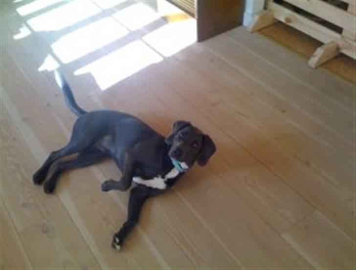 Blanding af racer Lukka billede 6