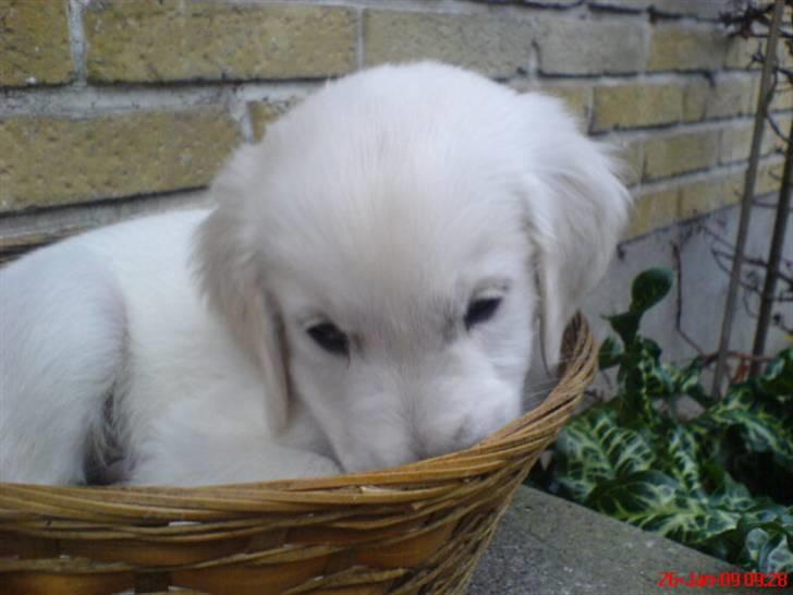 Golden retriever Felix - 8 uger og lille  billede 1