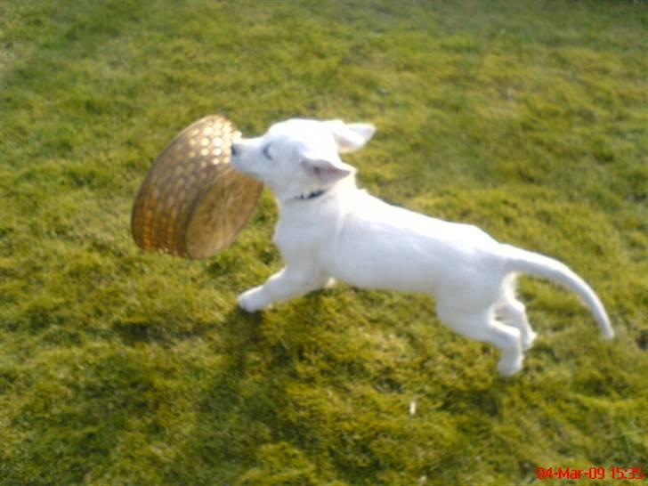 Golden retriever Felix - jeg løber med min gamle seng billede 2