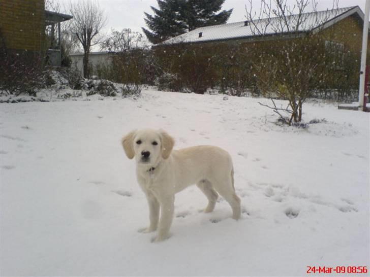Golden retriever Felix - uha vinter billede 3
