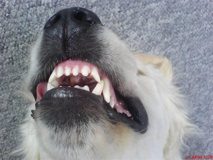 Golden retriever Felix - farlig isbjørn billede 4