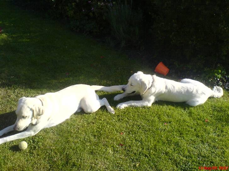 Golden retriever Felix - leger "tog" med min gode ven Bølle billede 5