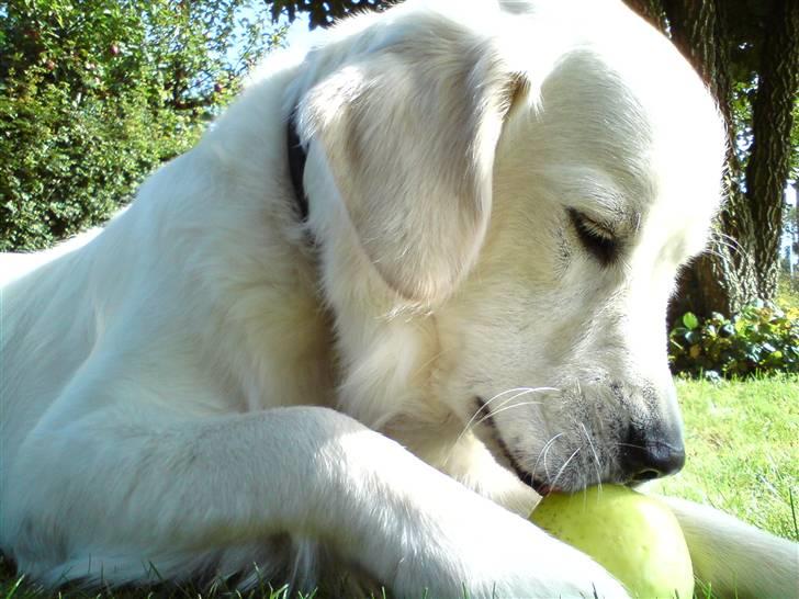 Golden retriever Felix - Æbel smager godt billede 6