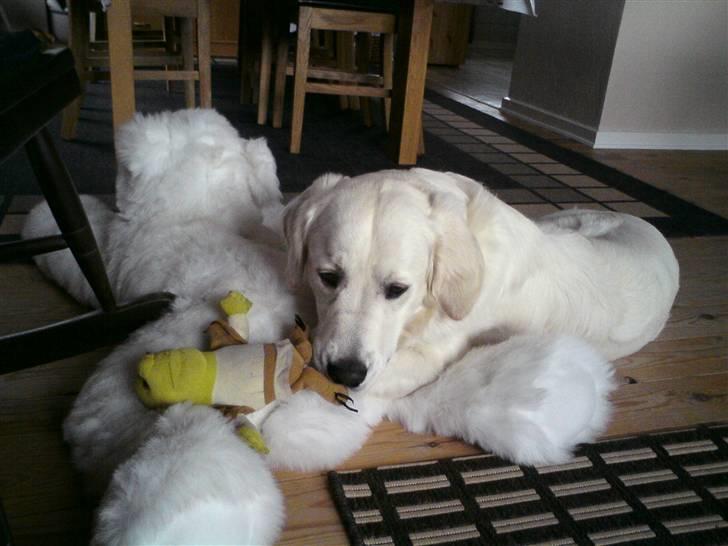 Golden retriever Felix - Mine 2 indendørs legekammerater :-) billede 7